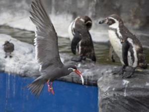 Penguins at Hunstanton Sea Life Sanctuary in Hunstanton, west Norfolk.