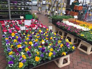 Plant pots available at Goldings Feeds and Nursery