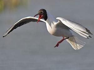 Bird flying over the water at RSPB Snettisham Nature Reserve
