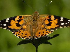 Butterfly at RSPB Snettisham Nature Reserve in west Norfolk.