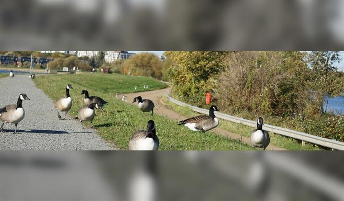Guided Bird Walk