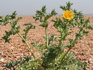 Plants and nature at RSPB Snettisham Nature Reserve in west Norfolk.