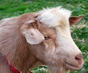 Cows at Norfolk Lavender in Heacham, west Norfolk.