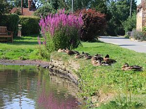 The village pond at Old Hunstanton, west Norfolk.