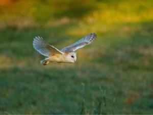 A barn owl flying through Creake Abbey in west Norfolk.