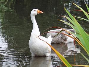 The ducks at the village pond at Stanhoe in west Norfolk.
