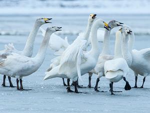 Whooper Display on Ice