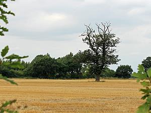 A view across the fields at Runcton Holme in west Norfolk.