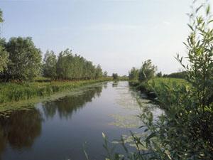 RSPB Ouse Washes in west Norfolk