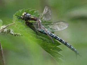 Wildlife at RSPB Ouse Washes in west Norfolk