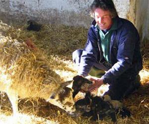 Farmer with lambs at Snettisham Park in west Norfolk.