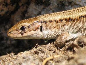 Wildlife at RSPB Ouse Washes in west Norfolk