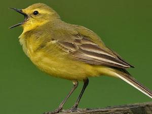 Wildlife at RSPB Ouse Washes in west Norfolk