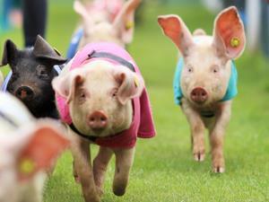 The pig racing team at Church Farm Stow Baldolph, West Norfolk.