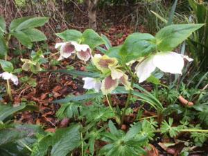 Gooderstone Water Gardens