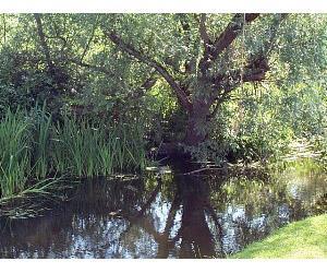 The beautiful River Nar a clean chalk bed river that runs through Castle Acre and has a footpath and ford suitable for paddling