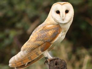 Credit Andy Thompson. Barn owl at Sculthorpe Moor Community Nature Reserve in west Norfolk.