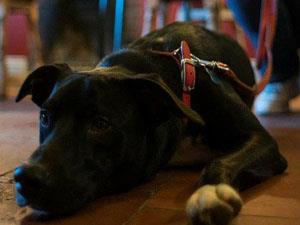 A shot of a dog lying underneath a table at The King's Arms in Shouldham, west Norfolk
