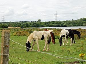 A country scene of farming animals at Pentney, west Norfolk.