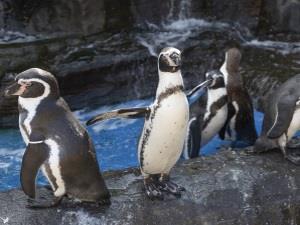 Penguins at Hunstanton Sea Life Sanctuary in Hunstanton, west Norfolk.