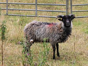One of the livestock at the village's Church Farm in Stow Baldolph in west Norfolk.
