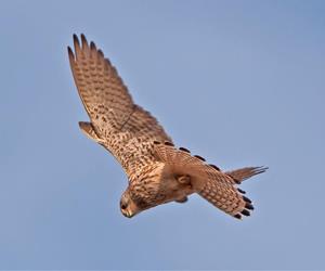 With acknowledgement to Andy Thompson. Barn owl flying over RSPB Titchwell Marsh Nature Reserve in west Norfolk.