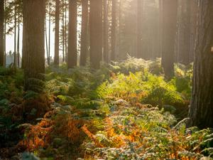 Sun glistening through the trees at Shouldham Warren in west Norfolk.