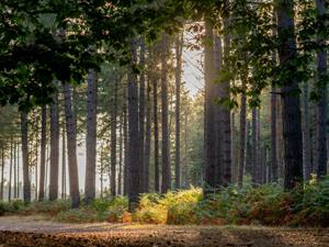 Sun glistening through the trees at Shouldham Warren in west Norfolk.