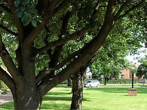 Wootton Park in North Wootton, King's Lynn and west Norfolk.