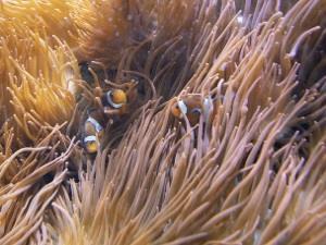 Fish at Hunstanton Sea Life Sanctuary in Hunstanton, west Norfolk.