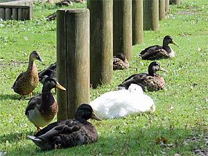 Ducks relaxing in the tranquil South Wootton in King's Lynn, west Norfolk.