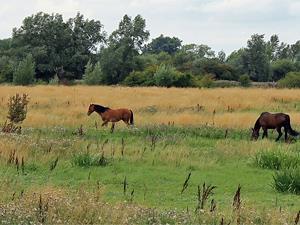 A village scene in Welney in west Norfolk.