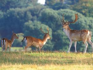 Deer Park at Holkham Hall in west Norfolk.