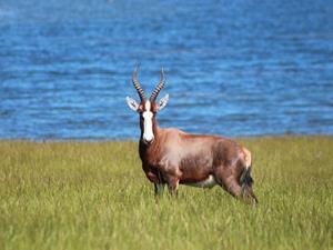 Blesbok at Watatunga Wildlife Reserve in west Norfolk.