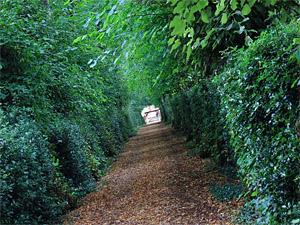 The leafy path towards Hilgay parish church in west Norfolk.