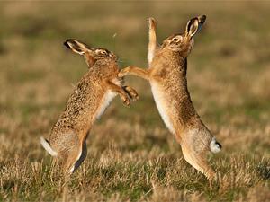 Hares Boxing