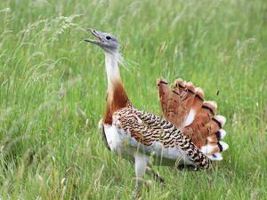 The Great Bustard at Watatunga Wildlife Reserve in west Norfolk.