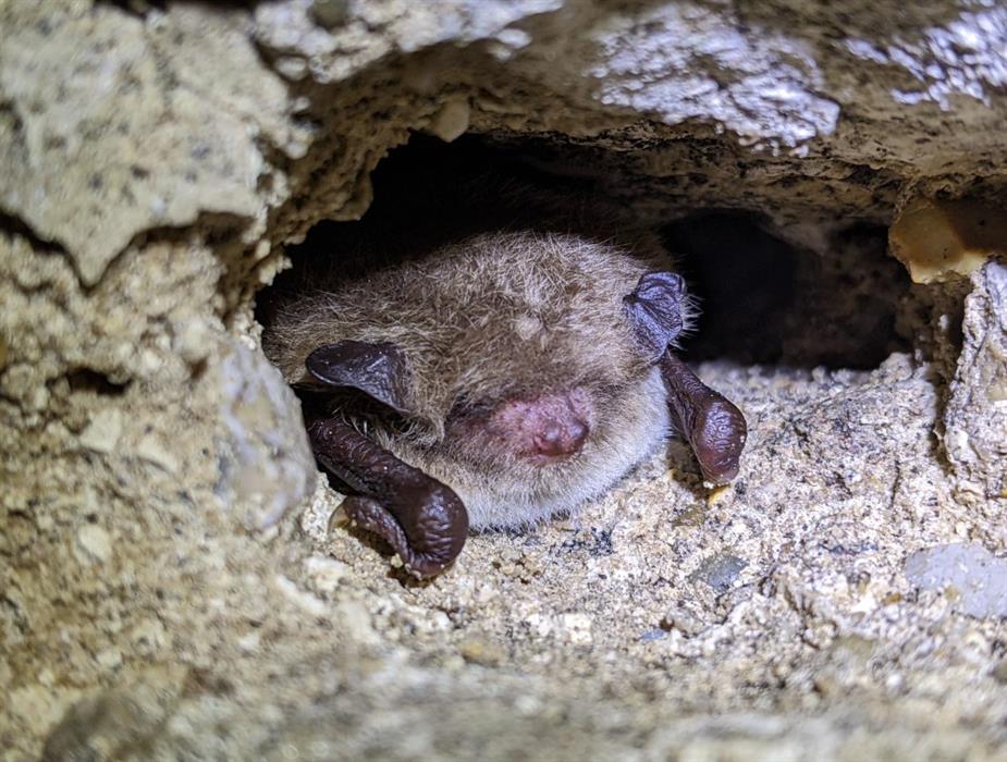 Image of a bat in a rock crevice.