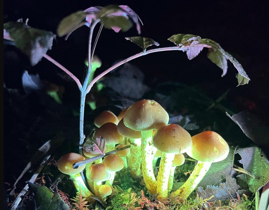 Photograph showing plant and fungi exhibiting biofluorescence.