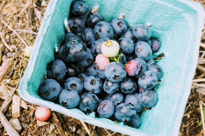 A tray of picked blueberries at Fairgreen Farms in west Norfolk.