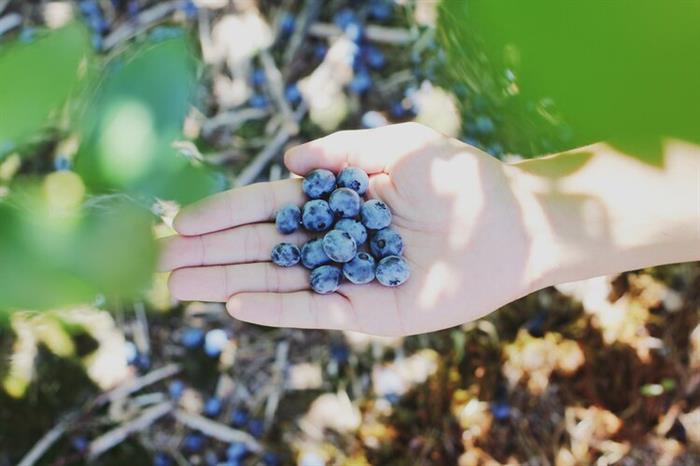 Blueberry picking at Fairgreen Farms in west Norfolk.