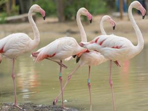 Flamingos at Pensthorpe Natural Park in west Norfolk.