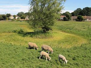The countryside around the village green in Ingoldisthorpe. Shot of sheep eating the grass.