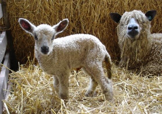 Lambing time at Church Farm,  West Norfolk.