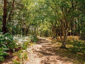 Dersingham Bog, West Norfolk