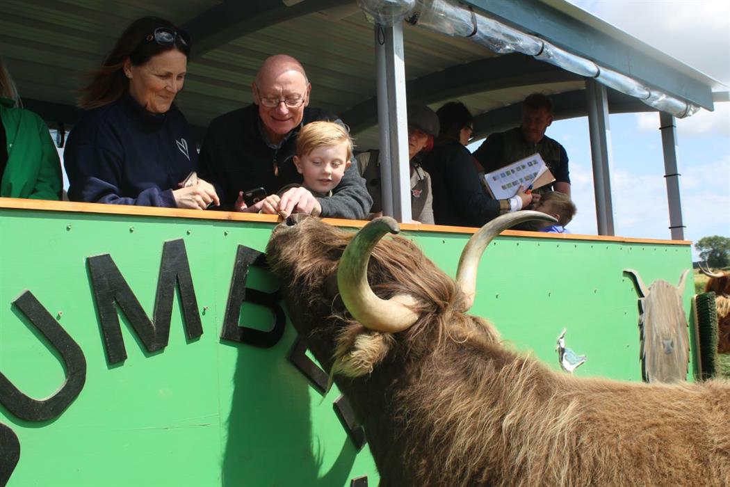 Sponsor A Highland Cow, Dumble Farm