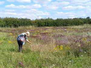 Peddars Meadow in Ringstead, west Norfolk.