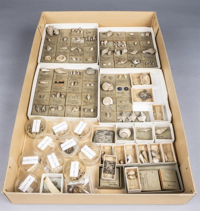 Drawer full of labelled museum artefacts from the coast, including shells and shark teeth.