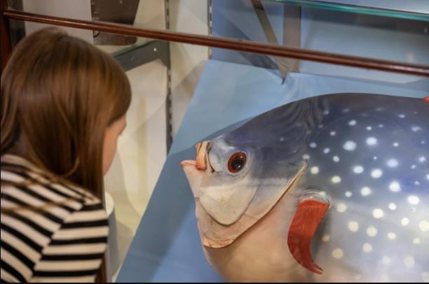 Two images showing exhibits from Lynn Museum:
1. Child looking at an enormous fish
2. A Merrygoround ride in the form of a chicken
