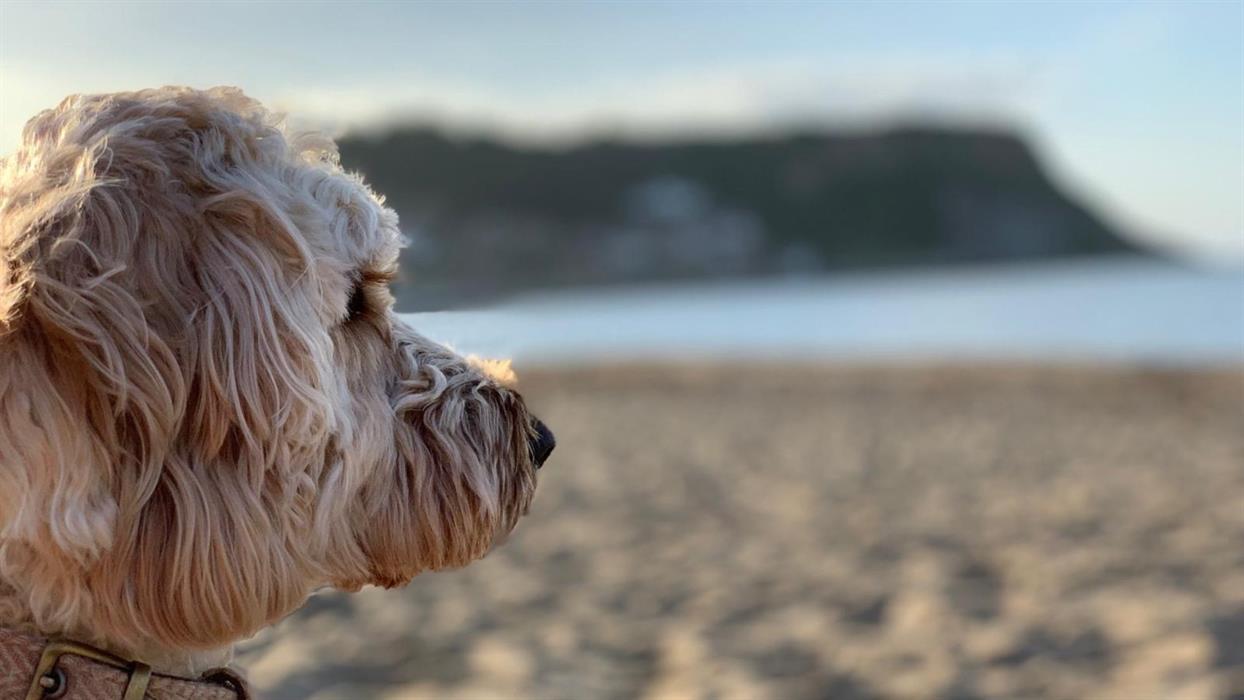 Runswick bay hotsell cottages dog friendly